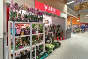 Kvetinárstvo Orchidea - Kaufland